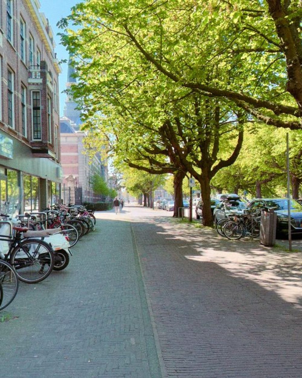 A tree-lined Den Haag street in summer, bicycles parked along the left curb, dappled sunlight on a brick pavement.