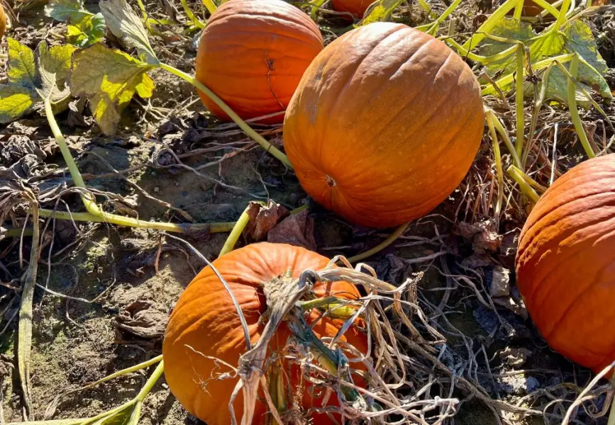 A few pumpkins in a pumpkin patch.