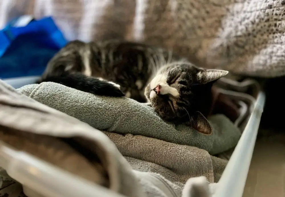 A cat named Séb sleeping in a tote full of towels and sheets.