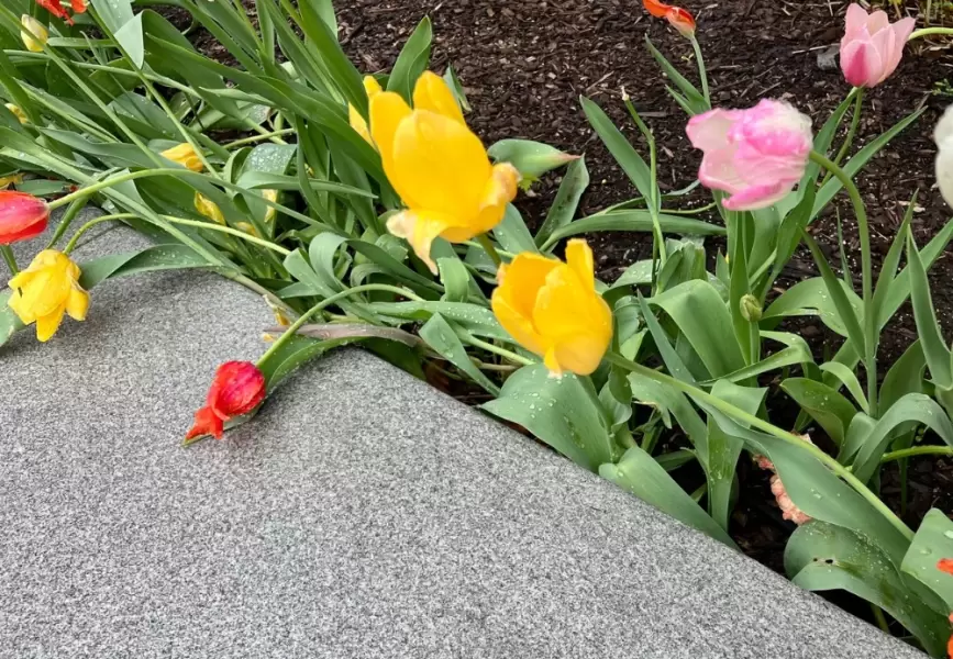Tulips in a flower bed.